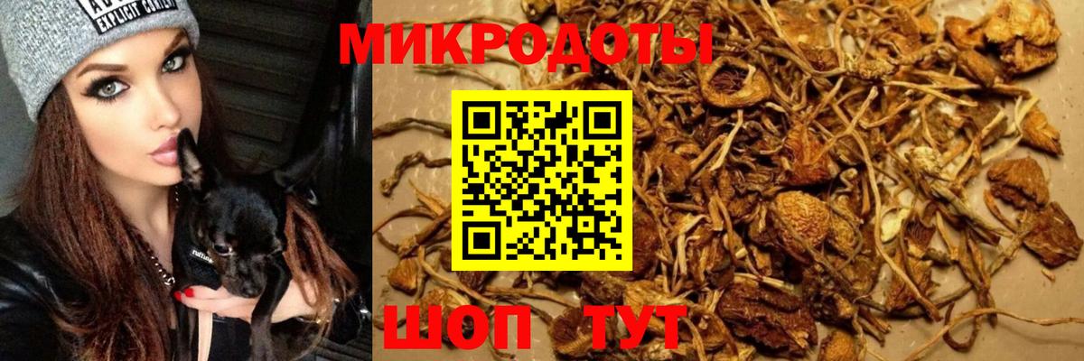 Коряжма  что такое   Вход с VPN  Псилоцибиновые грибы Cubensis  Псилоцибиновые грибы Psilocybe 